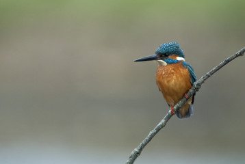 Kingfisher (Alcedo atthis) perched