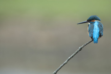 Kingfisher (Alcedo atthis) perched
