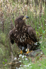 Sea eagle (Haliaeetus albicilla) Europe