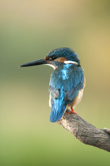 Kingfisher (Alcedo atthis) perched