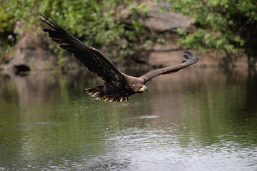 Sea eagle (Haliaeetus albicilla) Europe