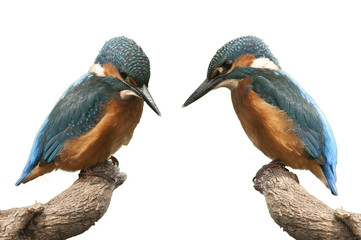 Kingfisher (Alcedo atthis) perched, White background