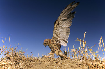 Lesser kestrel, female, hunting a mouse, Falco naumanni