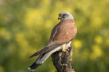 Lesser kestrel, male, eating a mouse, Falco naumann