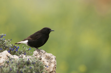 Male of Black wheatear, Oenanthe leucura