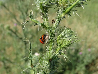 piante e fiori in campagna