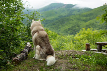 Portrait of dog breed siberian husky sitting in the forest back to the camera on mountain background © Anastasiia