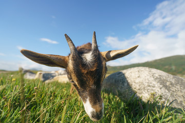 Young portuguese goat at the sunny summer day