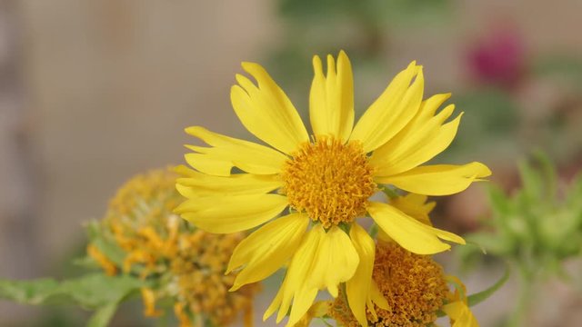 A yellow chrysanthemum coronarium quickly moving on strong wind