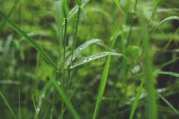 Green soft focused background of bright grass with rain drops