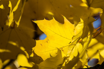Naklejka na ściany i meble Golden Maple Leaves Exhibiting the Elegance of Autumn