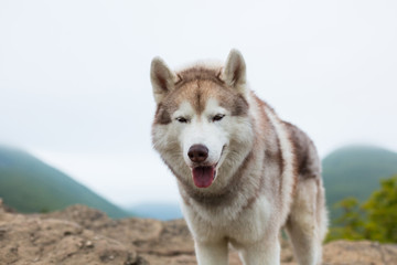Close-up Portrait of gorgeous beige and white Siberian Husky dog with tonque hanging out at the top of a mountain
