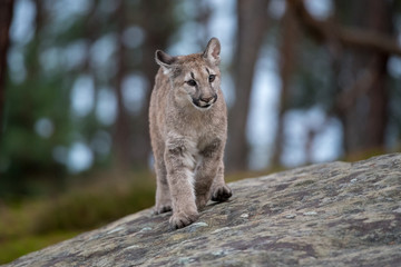 An endangered Florida PantherCougar(Puma concolor)