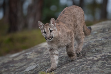 An endangered Florida PantherCougar(Puma concolor)