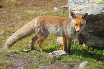 Naklejka na ściany i meble fox near the stone in the forest