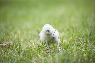 Silkie Chick in Grass