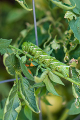 Tomato Hornworm