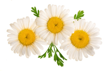 Three chamomile or daisies with leaves isolated on white background. Top view. Flat lay