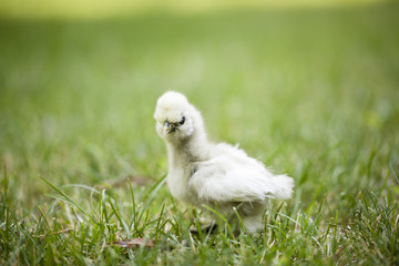 Silkie Chick in Grass