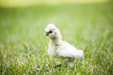 Silkie Chick in Grass