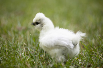 Silkie Chick in Grass
