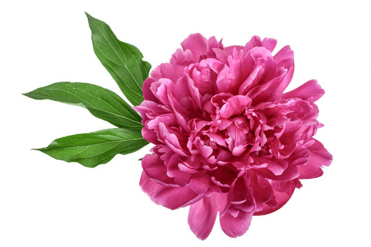 pink peony flower isolated on white background close up