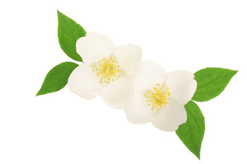 Fototapeta na wymiar jasmine flower decorated with green leaves isolated on white background closeup