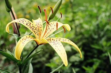 Beautiful lily flowers grow in the summer