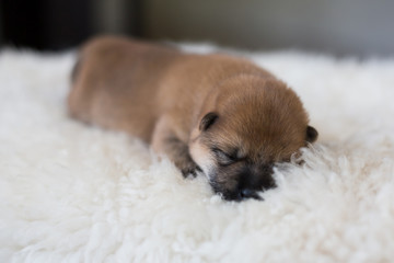 Close-up portrait of newborn Shiba Inu puppy sleeping on the blanket