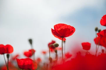 Gordijnen Red poppy flowers against the sky. Shallow depth of field © smallredgirl