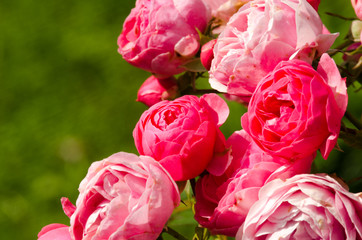 Blooms fragrant pink rose