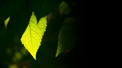 Spring Green Leaf among Blurred Dark Background