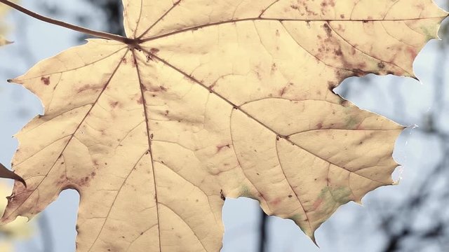 Beautiful calm autumn natural background. Real time full hd video footage.