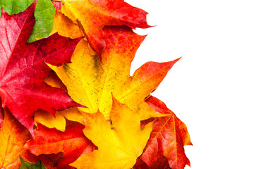 Autumn composition with yellow maple leaves on white wooden table. Beautiful Autumn background with copy space. Flat lay, top view, copy space.