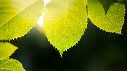 Spring Green Leaves Over Dark Background