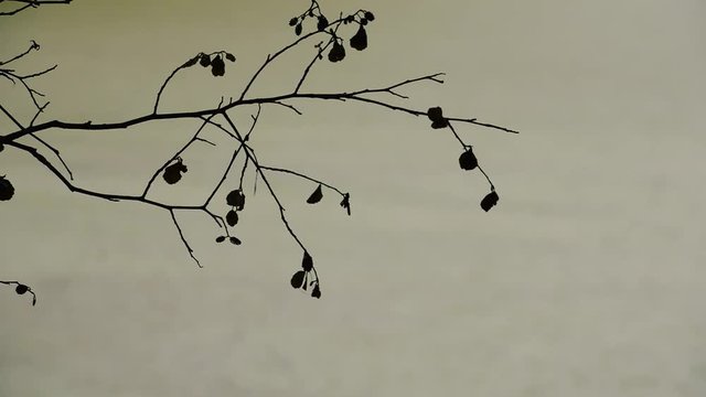 silhouette of a branch of an alder tree against a background of water.