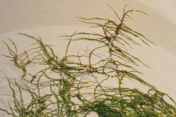 Wand mit Efeu