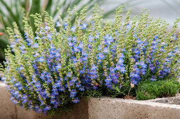 Obraz premium penstemon