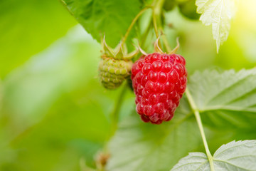 Red Ripe Raspberry Growing in the Garden