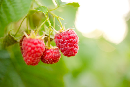 Red Ripe Raspberries Growing in the Garden