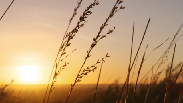 A medium shot of a grass leaf silhouette and sunset.