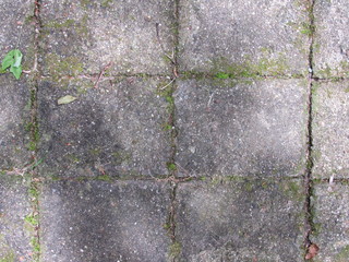 Old stone tiles with weeds and moss growing between the cracks 