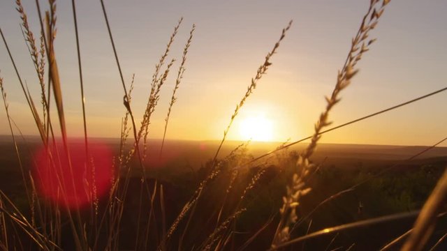 A medium shot of grassy leaf with wind and sunset. Camera moves up.