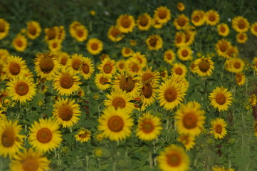 Obraz premium Sonnenblumenfeld in der Camargue