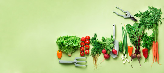 Organic vegetables and garden tools on green background with copy space. Banner. Top view of...