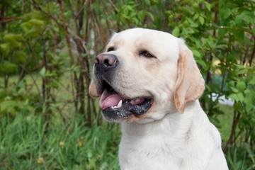 Portrait of cute labrador retriever. Close up. Pet animals.