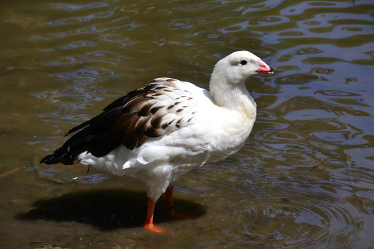 Neochen melanoptera, Andean goose,