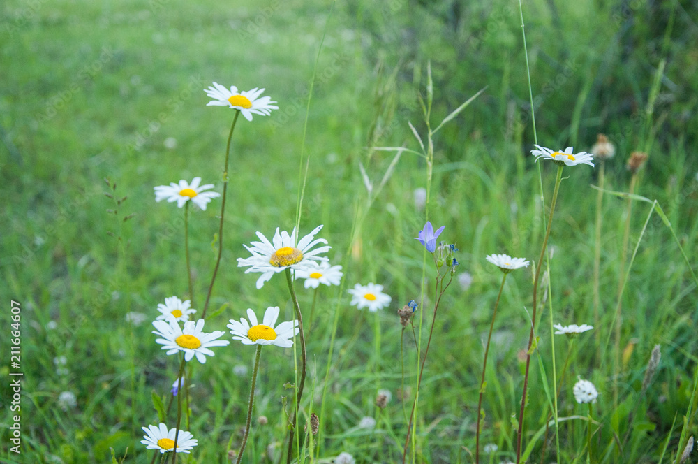 Wall mural Flowers in the green meadow