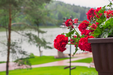 red geranium in pots on background lakes