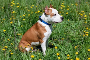 American staffordshire terrier puppy is sitting on a blooming meadow.